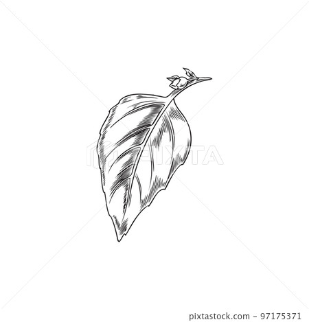 Basil leaf, hand drawn sketch vector illustration isolated on white background. 97175371