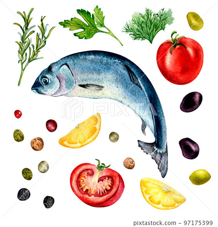 Set of herring and garnish watercolor illustration isolated on white Set of herring and garnish watercolor illustration isolated on white 97175399
