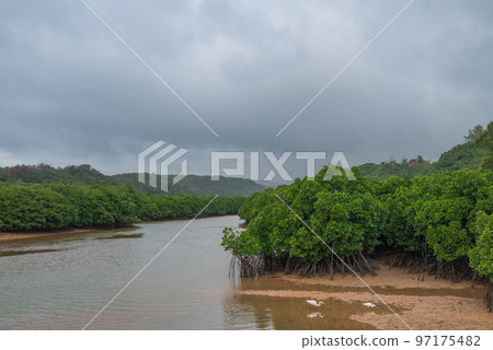 Mangrove forest along the river Mangrove forest along the river 97175482