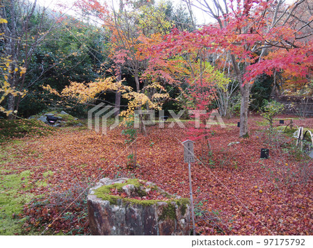 京都嵐山寶嚴院的秋葉 97175792