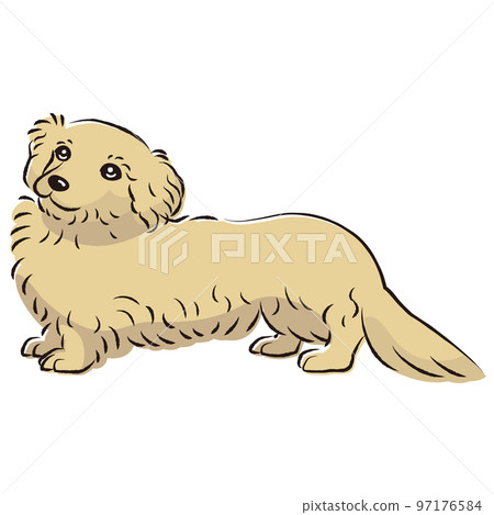 Dappu illustration (dachshund and toy poodle mix dog) Dappu illustration (dachshund and toy poodle mix dog) 97176584