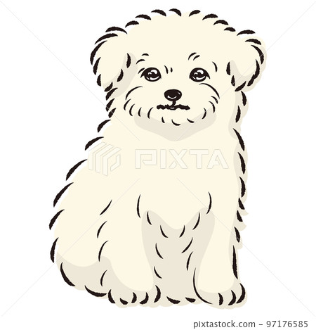 Illustration of Chiwamaru (Chihuahua and Maltese mixed dog) Illustration of Chiwamaru (Chihuahua and Maltese mixed dog) 97176585