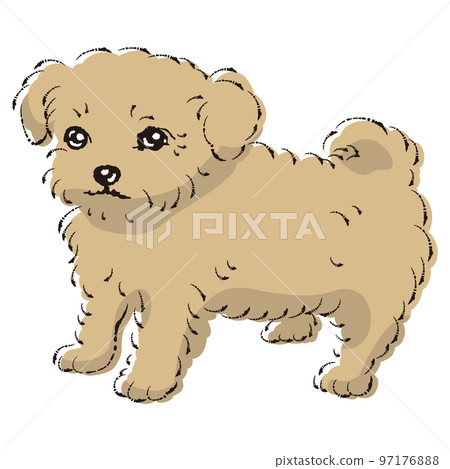 吉娃娃（吉娃娃和玩具貴賓犬的混血狗）圖解 97176888