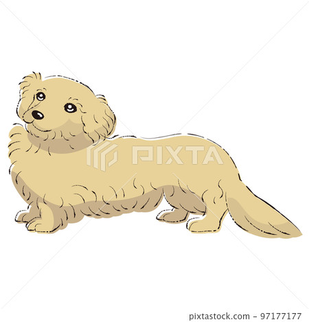 Dappu illustration (dachshund and toy poodle mix dog) Dappu illustration (dachshund and toy poodle mix dog) 97177177