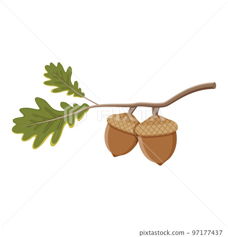 Oak branch with green leaves and acorns on a... - Stock Illustration ...