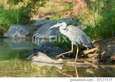 Heron grey, ardea cinerea hunting on the shore of a pond 97177577