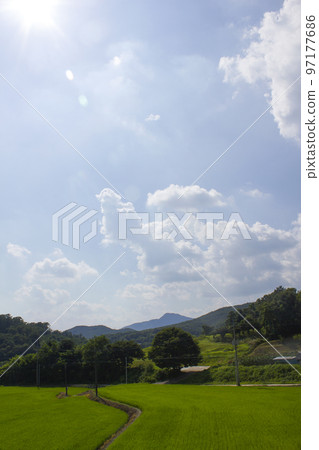 Rice field 97177686