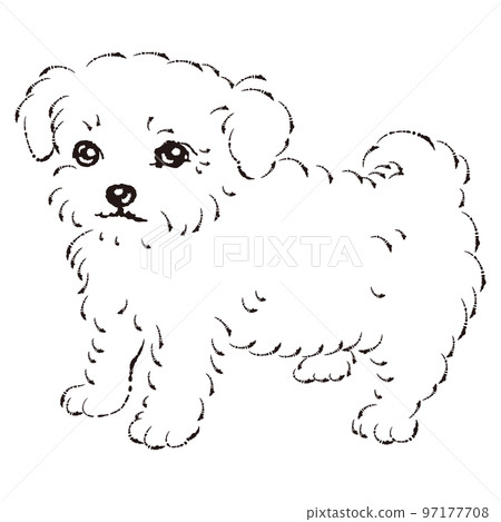 Chihuapu illustration (Chihuahua and toy poodle mix dog) black and white 97177708