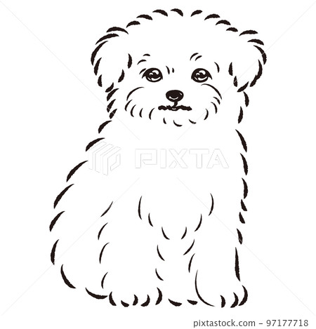 Chiwamaru（吉娃娃和馬耳他人的混血狗）黑白插圖 97177718