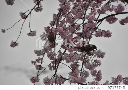 Sparrow and cherry tree Sparrow and cherry tree 97177745