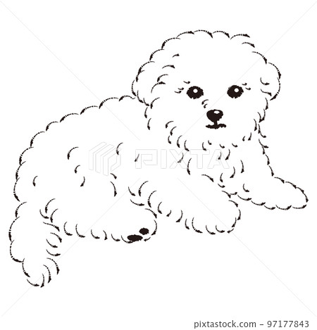 Malpu(馬耳他人和玩具貴賓犬的混血兒)黑白插圖 Malpu(馬耳他人和玩具貴賓犬的混血兒)黑白插圖 97177843