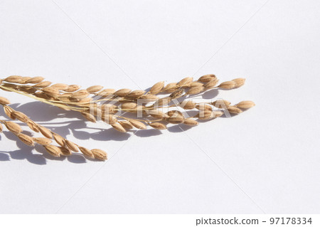 rice 97178334