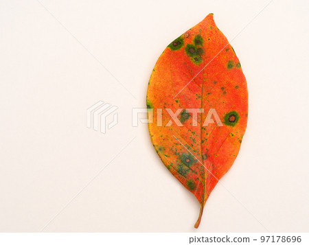 Persimmon leaves colored red Persimmon leaves colored red 97178696