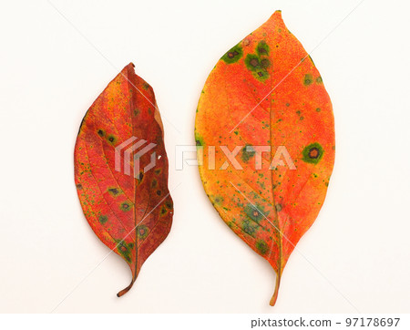 Two red persimmon leaves Two red persimmon leaves 97178697