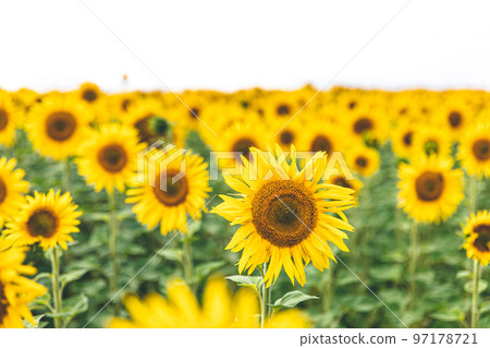 Field with many blooming sunflowers, summer concept. Field with many blooming sunflowers, summer concept. 97178721
