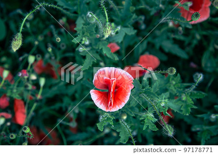 Poppies among the green foliage in the field, top view. 97178771