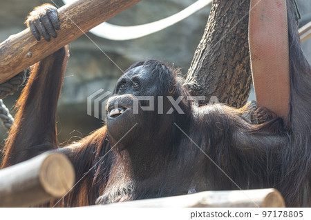 Funny monkey with a funny smile in the zoo. 97178805