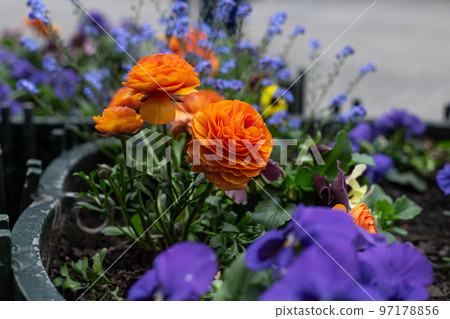 Orange flowers Buttercups, Ranunculus on a flower bed. Orange flowers Buttercups, Ranunculus on a flower bed. 97178856