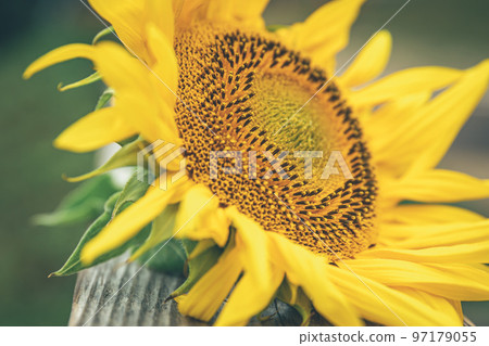 Close-up, a sunflower on a blurred background. Close-up, a sunflower on a blurred background. 97179055