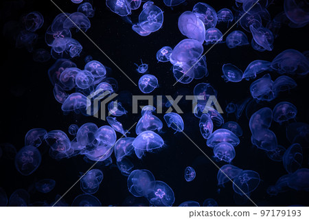 Beautiful light reflection on jellyfish in the aquarium. 97179193