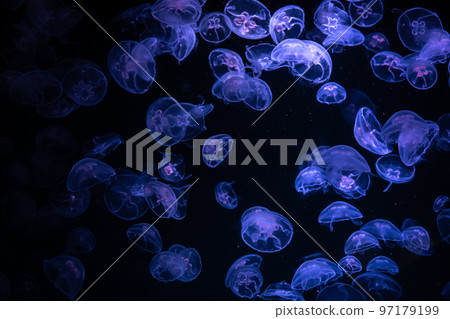 Beautiful light reflection on jellyfish in the aquarium. 97179199