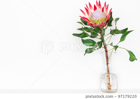 Beautiful protea flower on a white background isolated. 97179220