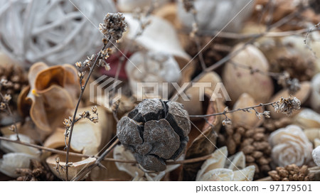 Close-up dried flowers, dried plants macro photography. Close-up dried flowers, dried plants macro photography. 97179501