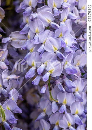 Wisteria tree blooming, flowering blossom in Japanese park. Wisteria tree blooming, flowering blossom in Japanese park. 97179502