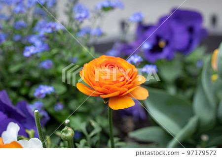 Close-up, orange flower Ranunculus, Ranunculus in a flower bed. Close-up, orange flower Ranunculus, Ranunculus in a flower bed. 97179572