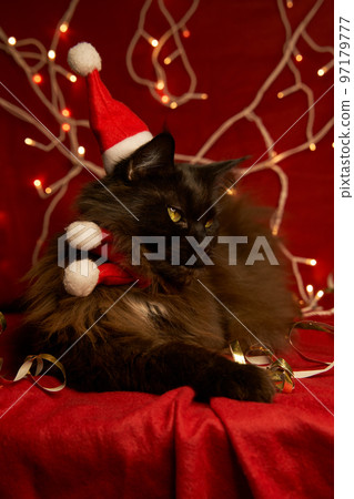 Maine coon cat in christmas hat and red scarf. Maine coon cat in christmas hat and red scarf. 97179777