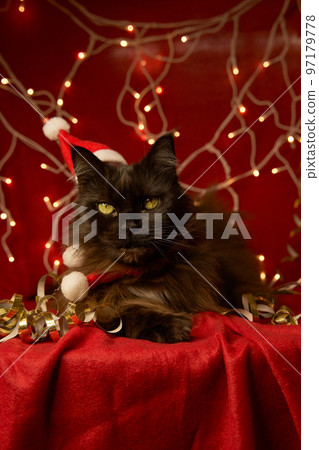 Maine coon cat in christmas hat and red scarf. Maine coon cat in christmas hat and red scarf. 97179778