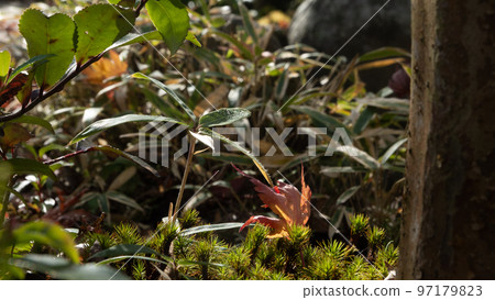 Small tree bud 97179823