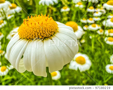 在領域開花的洋甘菊 在領域開花的洋甘菊 97180219