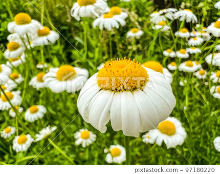 在領域開花的洋甘菊 在領域開花的洋甘菊 97180220