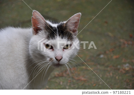 Closeup shot of a white cat with black head and green eyes in Essen, Germany Closeup shot of a white cat with black head and green eyes in Essen, Germany 97180221
