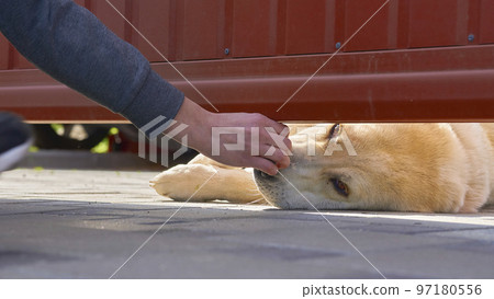A sad guard dog allows himself to be stroked by a child from behind the fence A sad guard dog allows himself to be stroked by a child from behind the fence 97180556