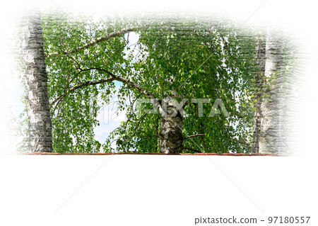 Three vibrant birch trees with lush green fresh foliage in white frame Three vibrant birch trees with lush green fresh foliage in white frame 97180557