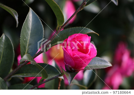 Red camellia flower 97180664