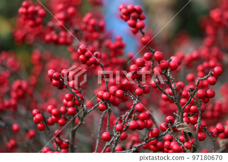 鮮紅色的李子狀水果 97180670