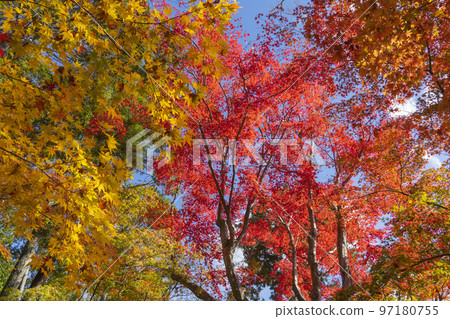 Komyoji秋葉 97180755