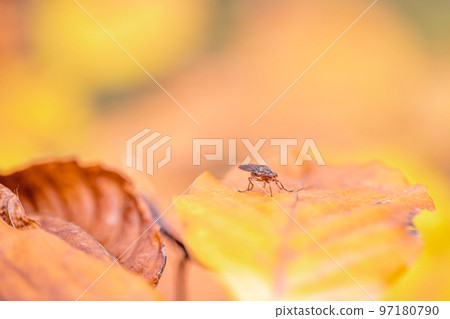 Insect on autumn yellow leaf in autumn forest. 97180790