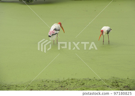 Red-headed bird, white, black and pink, long leg standing in water on a mossy green floor looking for food. In rain in the forest 97180825