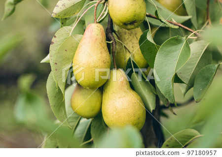 Ripe pears on tree branches in the autumn garden. 97180957