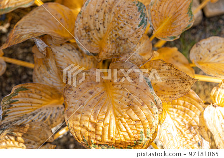 Dry leaves of calla flower, yellow autumn leaves in the garden. 97181065