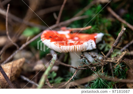 Red mushroom among lithuania in the forest, macro shot. Red mushroom among lithuania in the forest, macro shot. 97181087