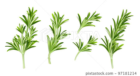Realistic set of rosemary branches on white 97181214