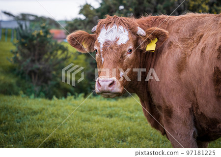 The Limousin brown cow, French breed of beef cattle. The Limousin brown cow, French breed of beef cattle. 97181225