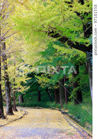 高知城的銀杏樹 97181558