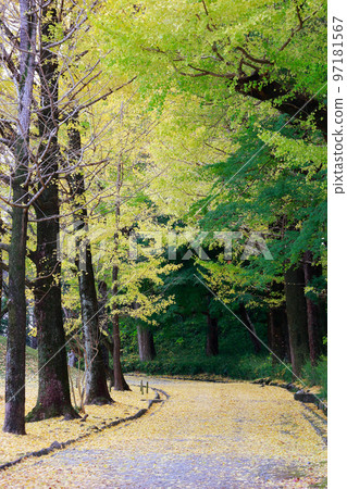 高知城的銀杏樹 97181567