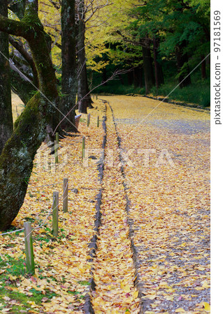 Ginkgo tree at Kochi Castle Ginkgo tree at Kochi Castle 97181569